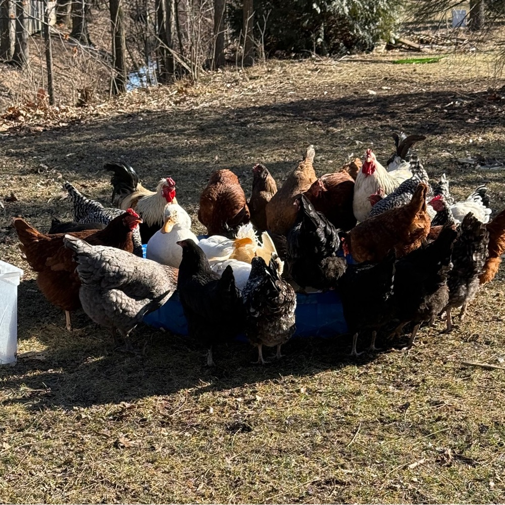 Chicken Snacks - Picture 7 of 7